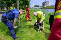 Hond-te-water-Jaagpad-Delfzijl_2479