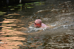 DSC_1881_1