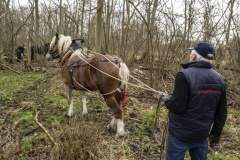 Paarden-stammen-slepen-Biessum_1059