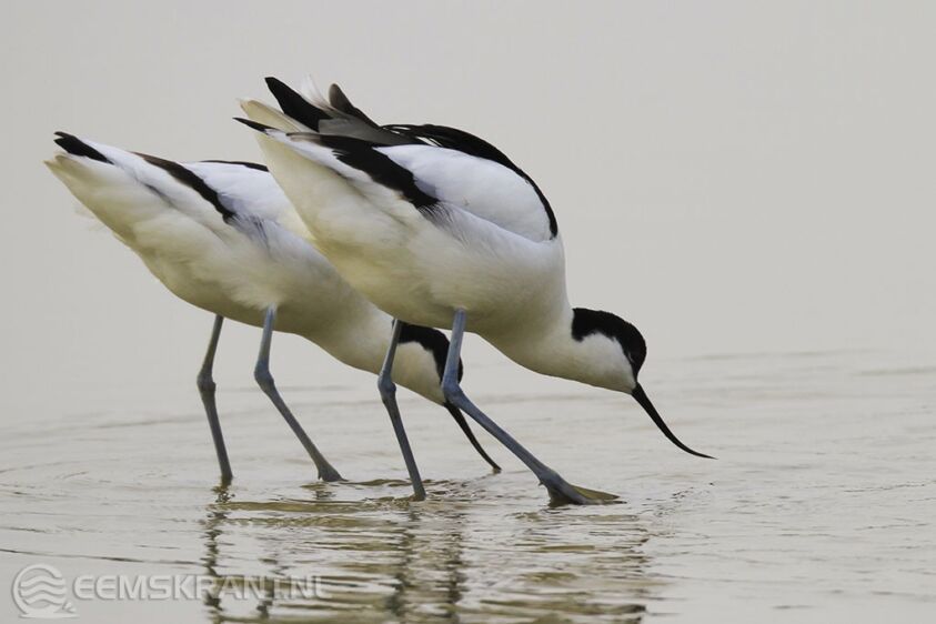 Foto: Natuurmonumenten