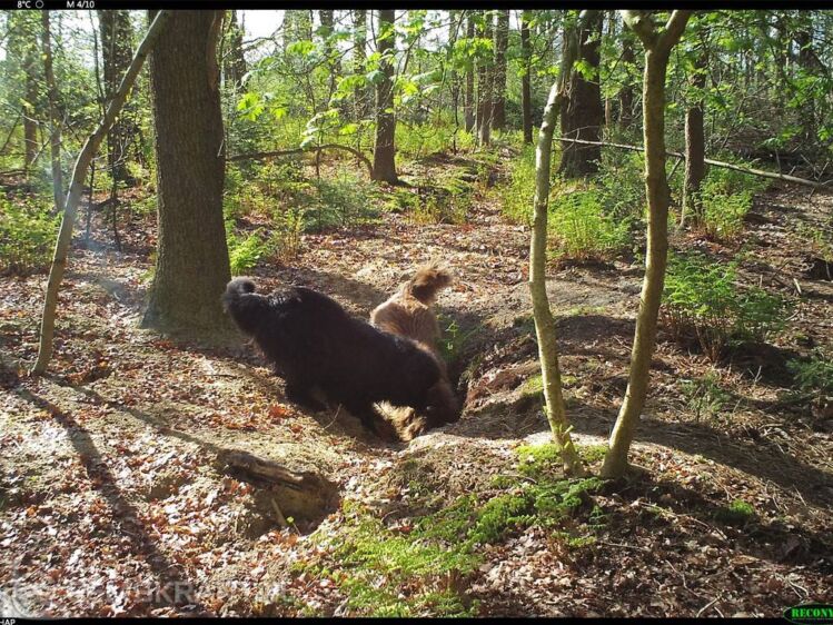 Foto uit wildcamera  Het Groninger Landschap