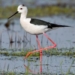 Foto: Gerrit Kiekebos