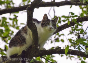 Foto's: Niels Akkerman