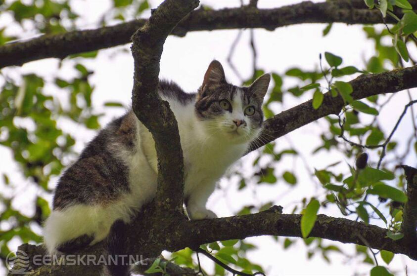 Foto's: Niels Akkerman
