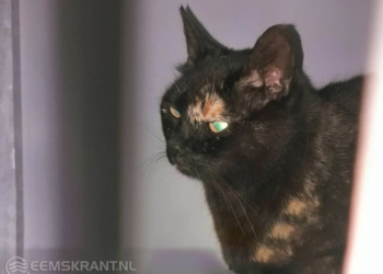 Foto's: Stichting Amivedi