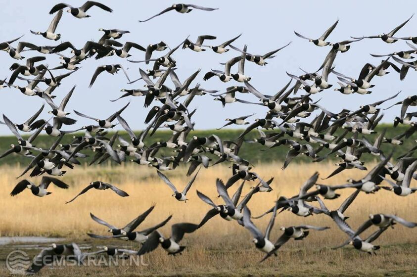 Foto: Het Groninger landschap