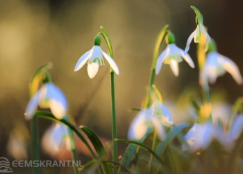 Foto: Geurt Besselink
