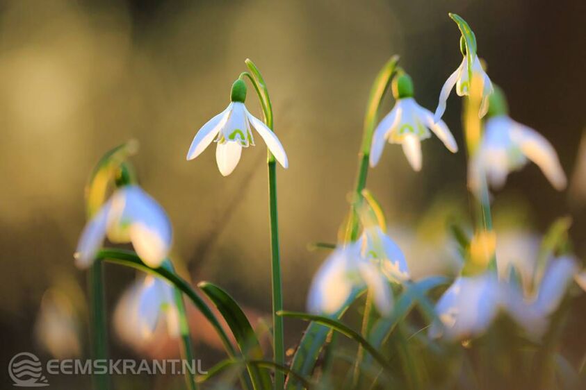 Foto: Geurt Besselink