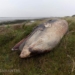 De aangespoelde vinvis op de Rottumerplaat. Foto: Waddenunit RWS