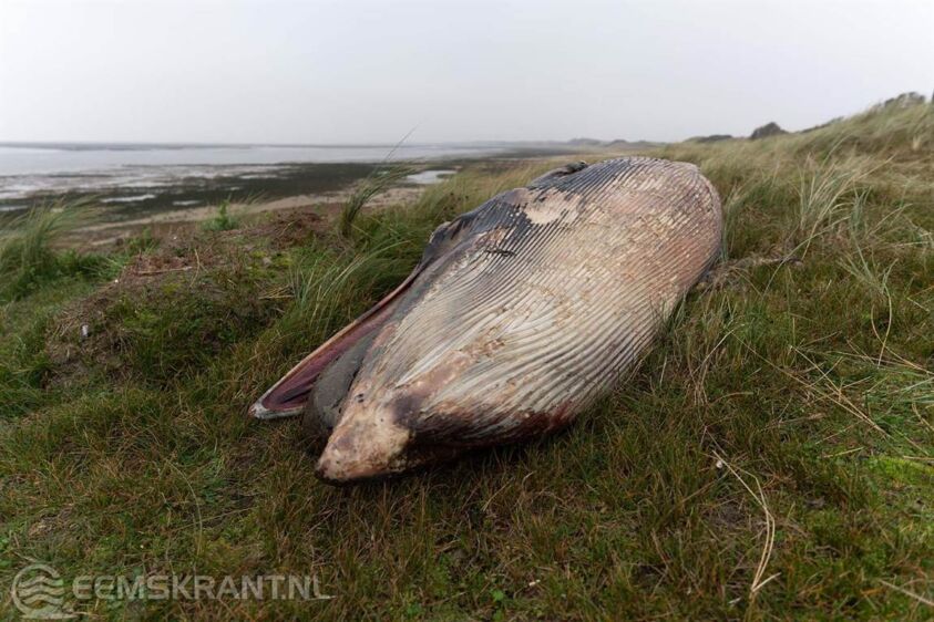 De aangespoelde vinvis op de Rottumerplaat. Foto: Waddenunit RWS
