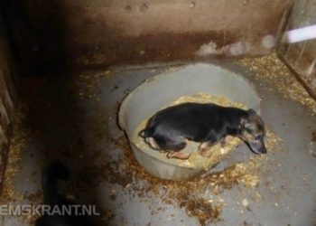 Foto: Dierenbescherming