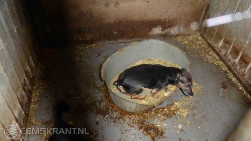 Foto: Dierenbescherming