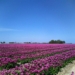 Tulpenvelden nabij Zeerijp. Foto:Ton Keuning