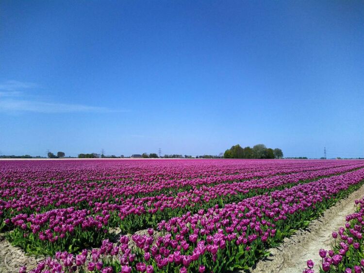 Tulpenvelden nabij Zeerijp. Foto:Ton Keuning