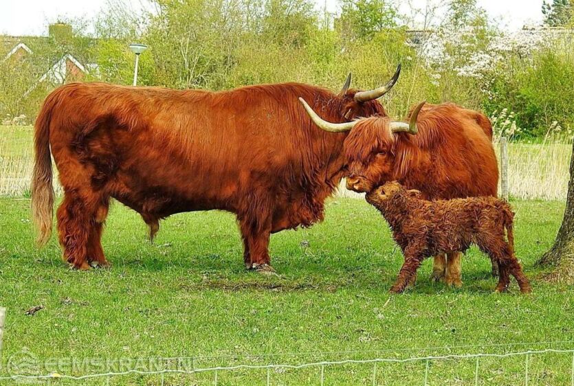 Foto: Geert Degenhart