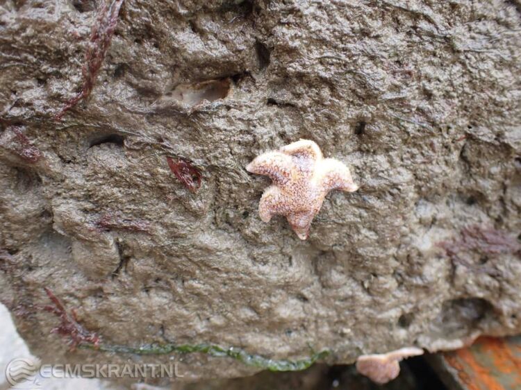 Rifblokken vormen een leefgebied voor onder andere zeesterren en wieren. Foto provincie Groningen