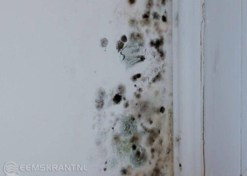 Voorbeeld van een beschimmelde muur