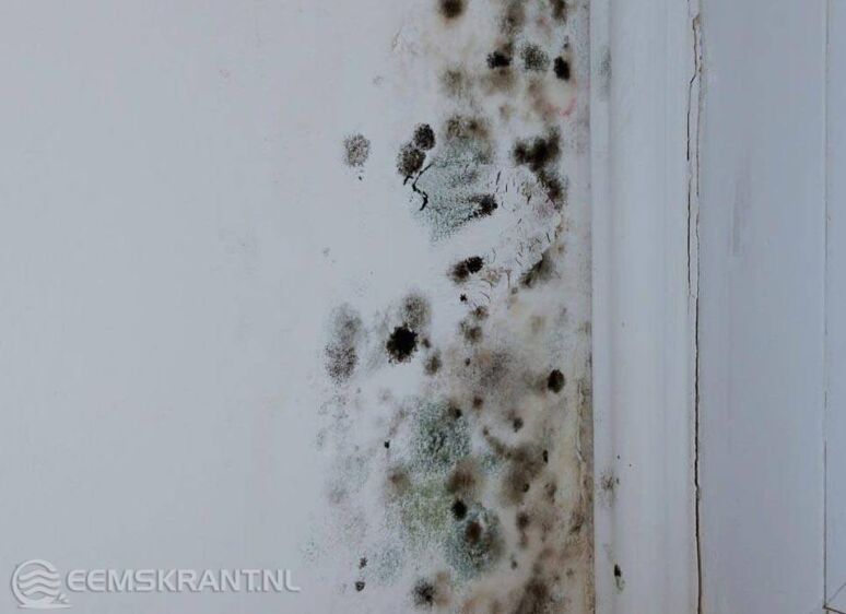 Voorbeeld van een beschimmelde muur