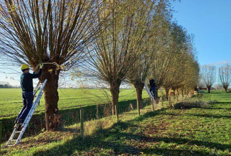Het knotten van wilgen door vrijwilligers van Landschapsbeheer Groningen. Foto: Landschapsbeheer Groningen