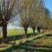 Het knotten van wilgen door vrijwilligers van Landschapsbeheer Groningen. Foto: Landschapsbeheer Groningen