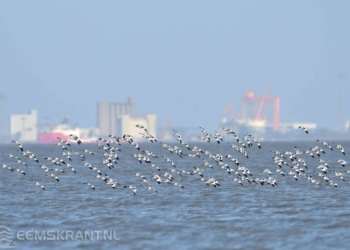 De laatste jaren is de Dollard een hotspot voor kluten geworden. Foto: Artemisia Photography