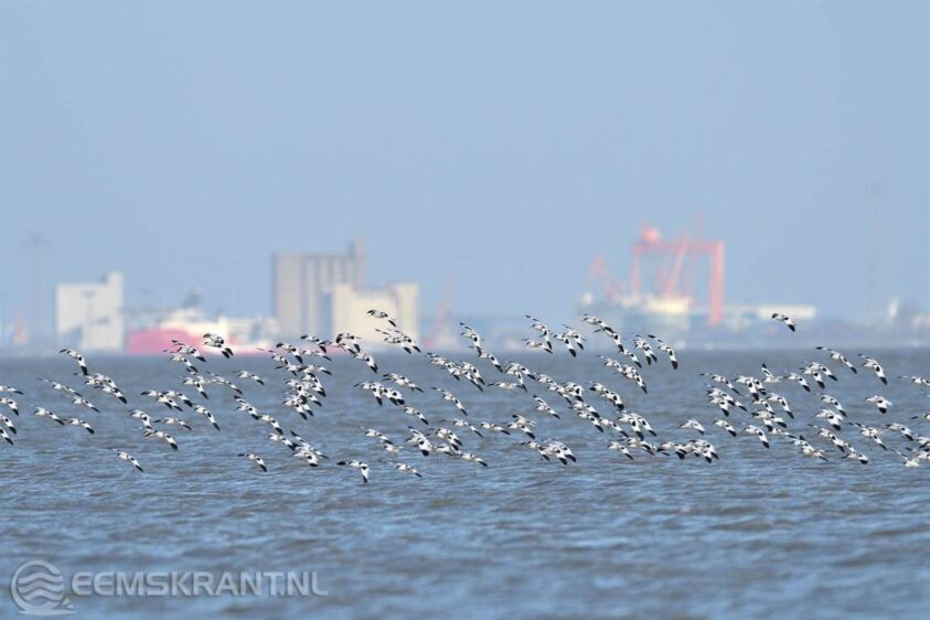 De laatste jaren is de Dollard een hotspot voor kluten geworden. Foto: Artemisia Photography