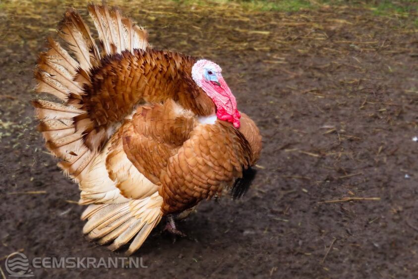 foto ter illustratie