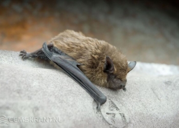 Dwergvleermuis. Foto: Henk Vrieling