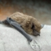 Dwergvleermuis. Foto: Henk Vrieling