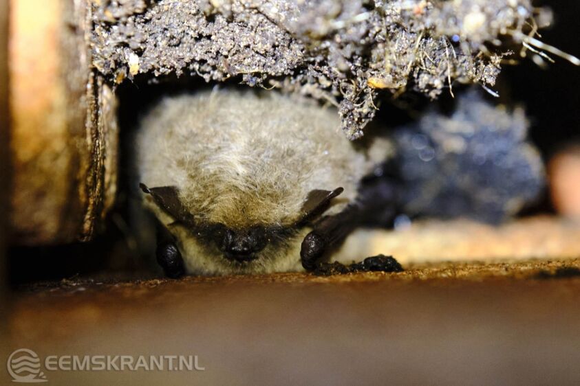 Baardvleermuis Steenfabriek Rusthoven. Foto Rients Bijlsma