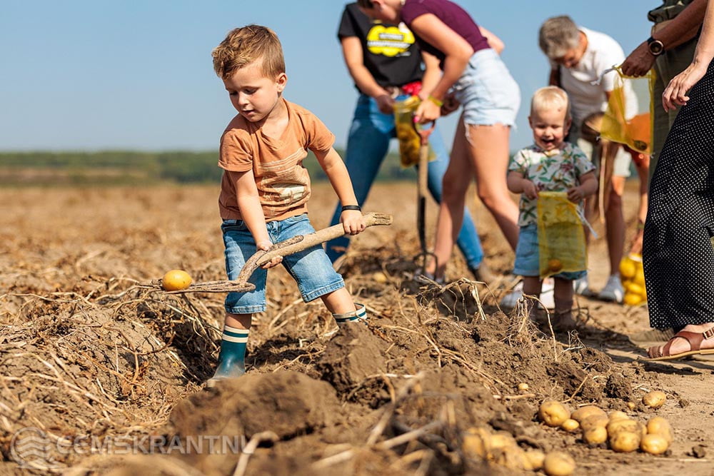 Nationale Aardappelrooidag. Foto: foodcabinet.nl