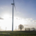 kastanjeboom tussen de windturbines.