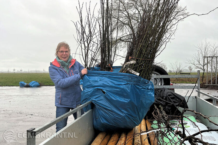 Maria Bolt haalt bij de Eikemaheert in Loppersum haar inheemse struiken en bomen op.