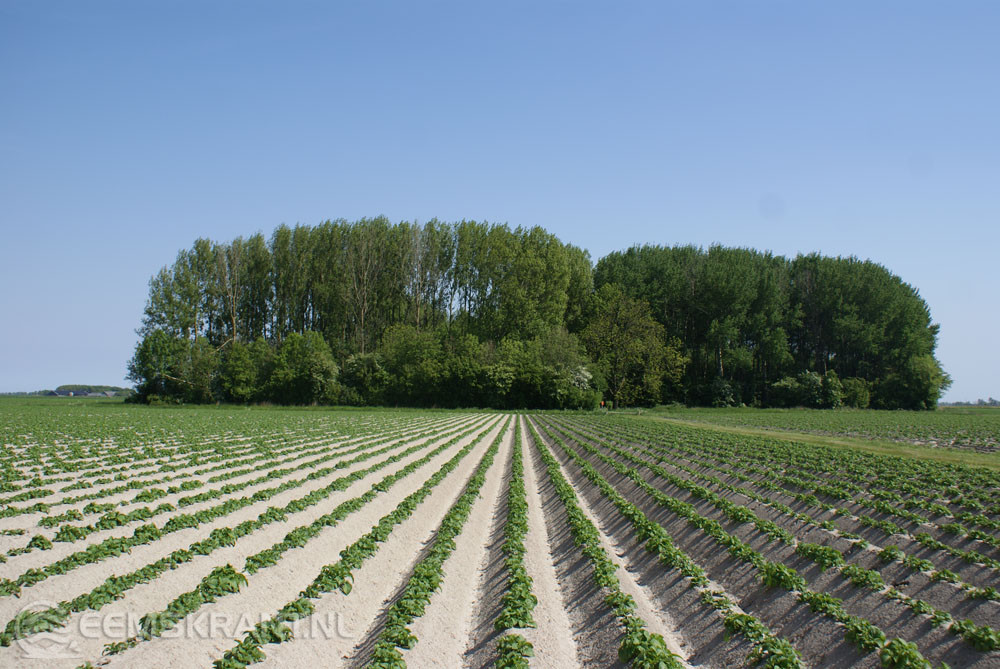 Foto: Albert-Erik de Winter