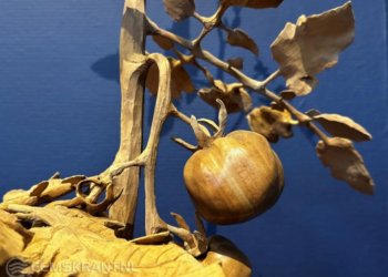 Tomatenplant uit hout gesneden door Ibo Heeres