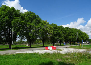 Iepen langs de Hogelandsterweg in Delfzijl
