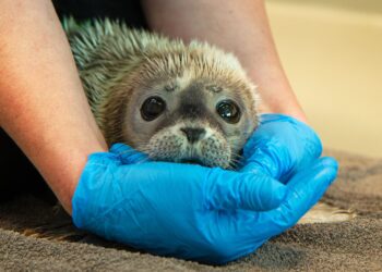 Foto: Sander van Dijk