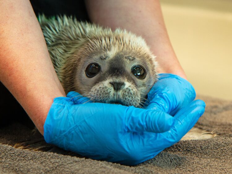 Foto: Sander van Dijk