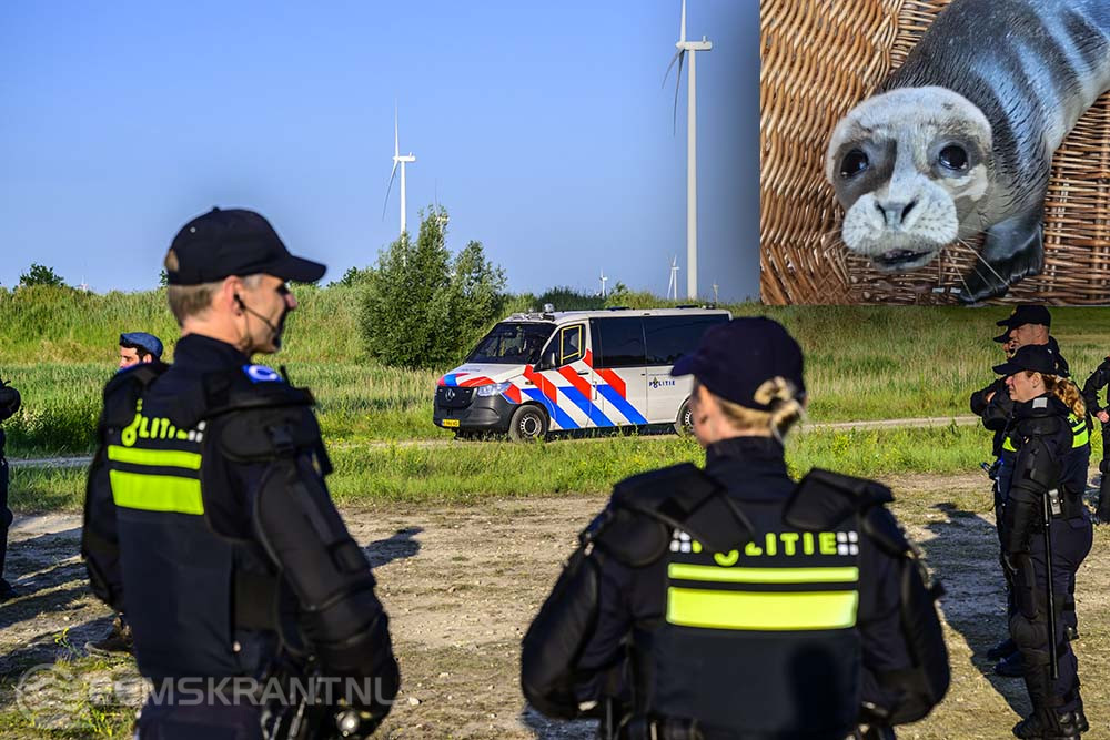 Zeehondenpup gevonden na illegale rave bij Borgsweer