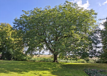 Foto: Albert-Erik de Winter
