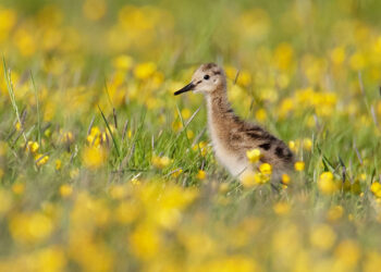 Deze jonge grutto profiteerde van het agrarisch natuurbeheer in de Winsumermeeden afgelopen voorjaar. Foto: Mark Schuurman/BoerenNatuur Groningen West