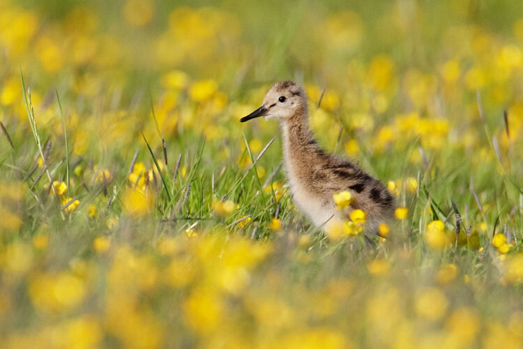 Deze jonge grutto profiteerde van het agrarisch natuurbeheer in de Winsumermeeden afgelopen voorjaar. Foto: Mark Schuurman/BoerenNatuur Groningen West