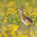 Deze jonge grutto profiteerde van het agrarisch natuurbeheer in de Winsumermeeden afgelopen voorjaar. Foto: Mark Schuurman/BoerenNatuur Groningen West