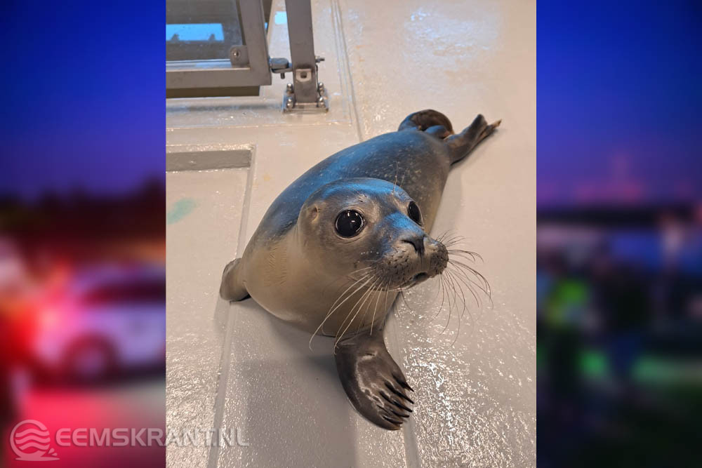 Zeehond Rave, gevonden op illegaal feest bij Borgsweer, wordt vrijgelaten