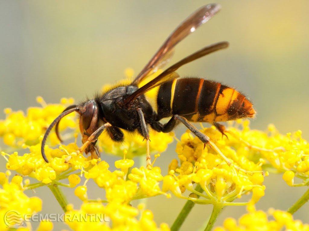 Aziatische hoornaar rukt op: nieuw rapport waarschuwt voor grote ecologische en economische schade