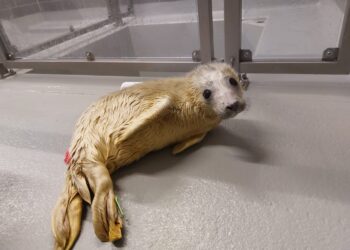 Dropje Foto: Lisa Rademaker