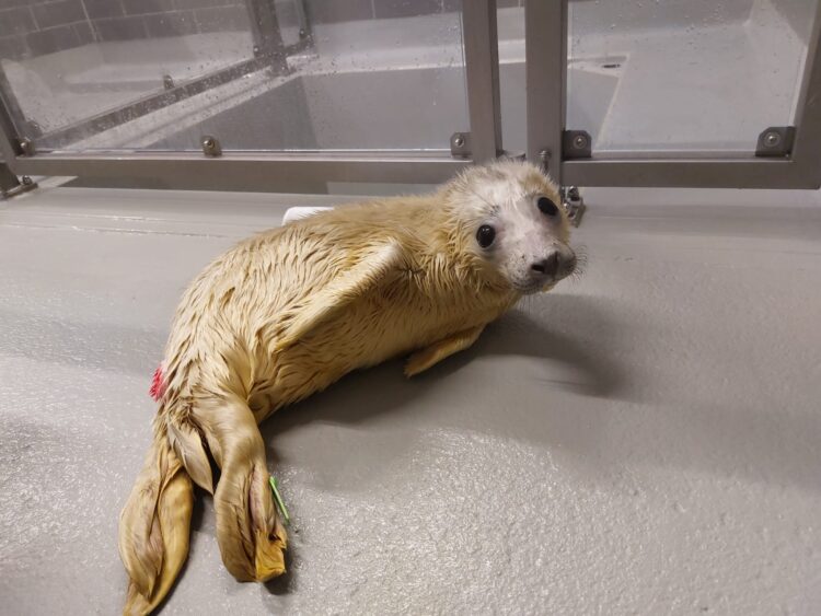 Dropje Foto: Lisa Rademaker