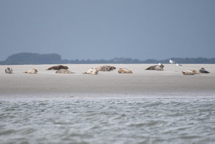 Foto: Kai Harper