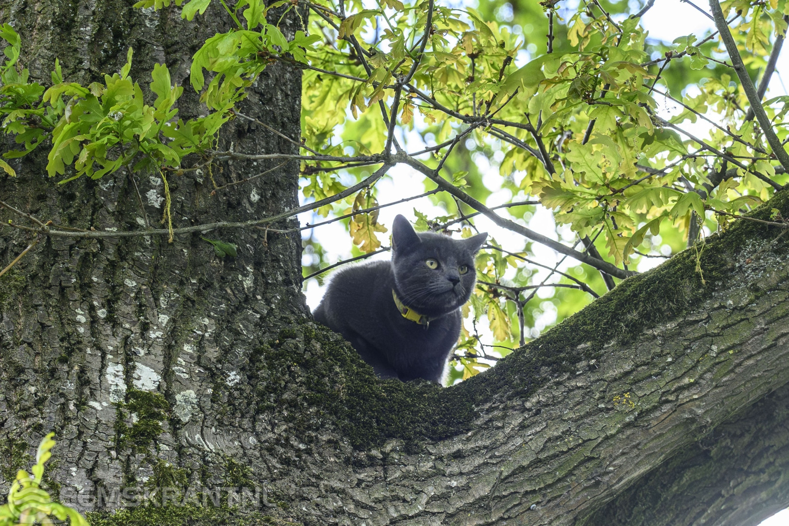 Brandweer helpt kat uit boom aan het Sont in Delfzijl