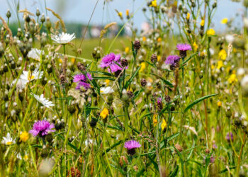 Knoopkruid, Centaurea jacea